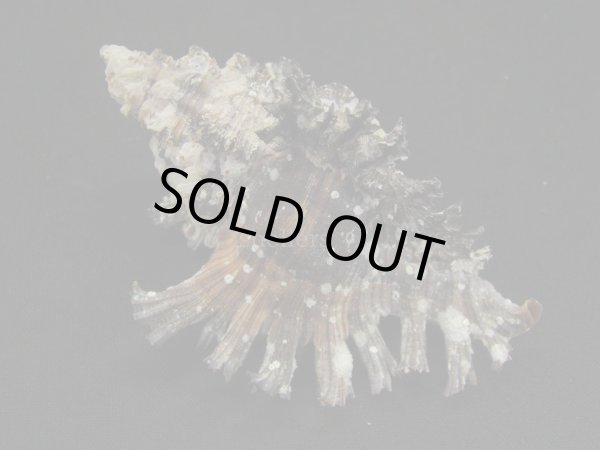 画像2: アカイロガンゼキ (2)