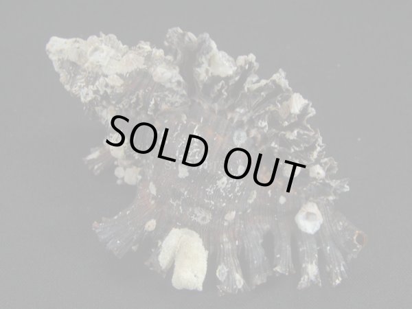 画像2: アカイロガンゼキ (2)