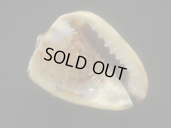 画像2: ホノオノトウカムリ (2)