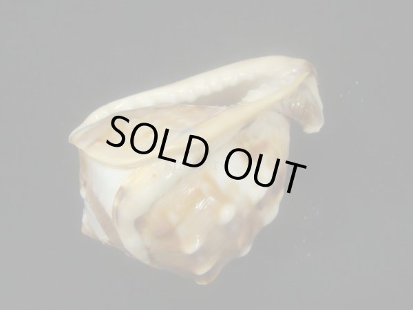 画像3: ホノオノトウカムリ (3)