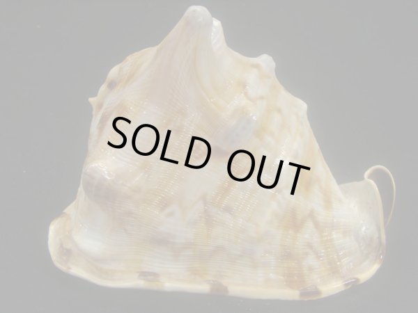 画像2: ダイオウトウカムリ (2)