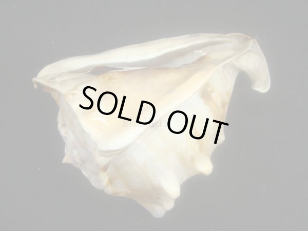 画像3: ダイオウトウカムリ (3)