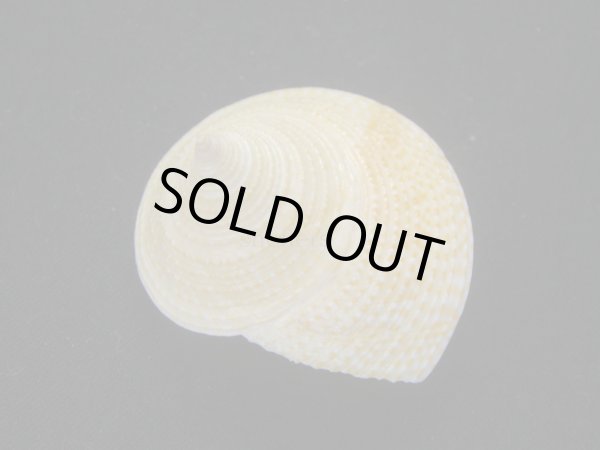 画像2: マウリエビス (2)