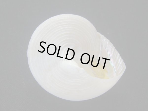 画像3: マウリエビス (3)