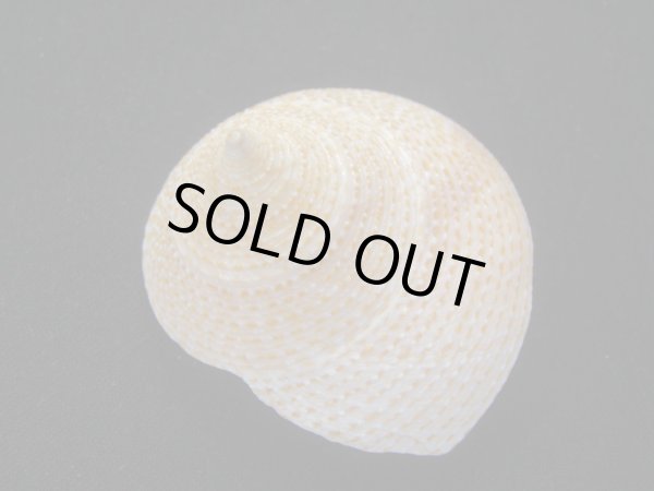 画像2: マウリエビス　濃色 (2)