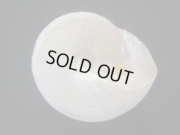 画像3: マウリエビス　濃色 (3)