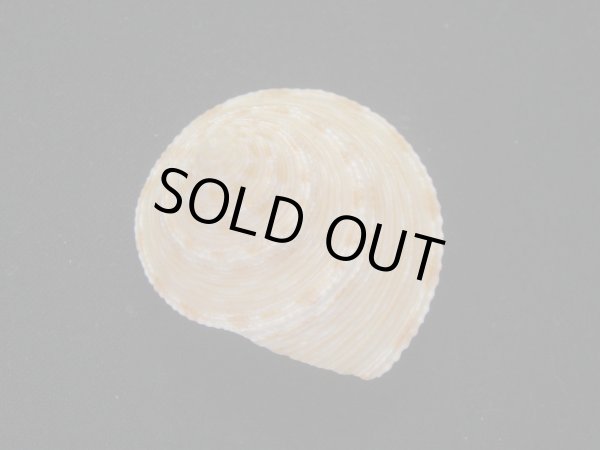 画像2: タイワンエビス (2)