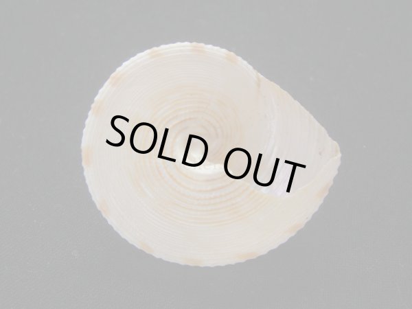 画像3: タイワンエビス (3)