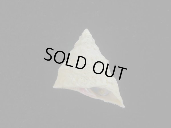 画像1: テンマクウラウズ(Astralium tentorium) 美品　塔高型 (1)