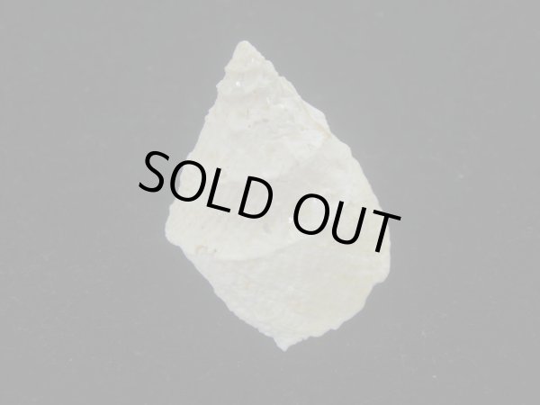 画像2: テンマクウラウズ(Astralium tentorium) 美品　塔高型 (2)