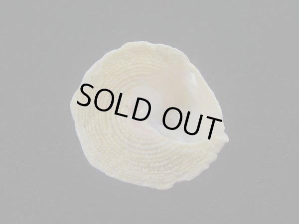 画像4: テンマクウラウズ(Astralium tentorium) 美品　塔高型 (4)