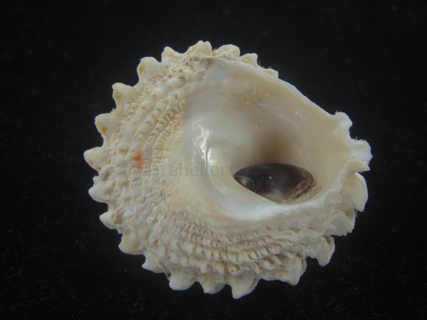 画像3: ボンネットウラウズ(Astraea rotularia)  (3)