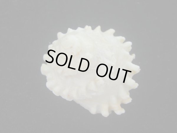 画像2: ボンネットウラウズ(Astraea rotularia) 大 (2)