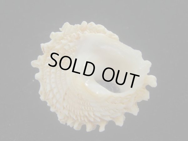 画像3: ボンネットウラウズ(Astraea rotularia) 大 (3)