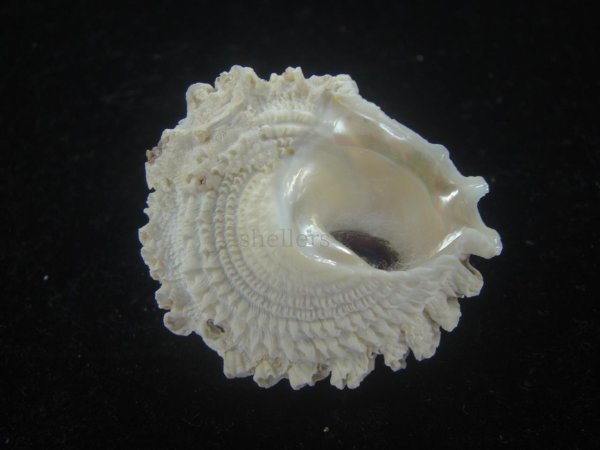 画像3: ボンネットウラウズ(Astraea rotularia) (3)