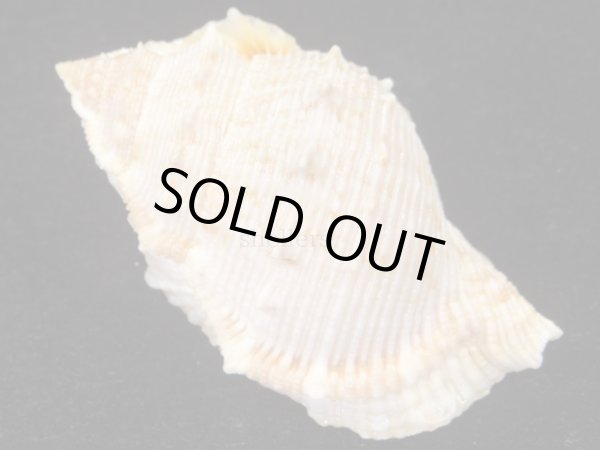 画像2: ショウジョウミヤコボラ　特大　死殻だけど美品 (2)