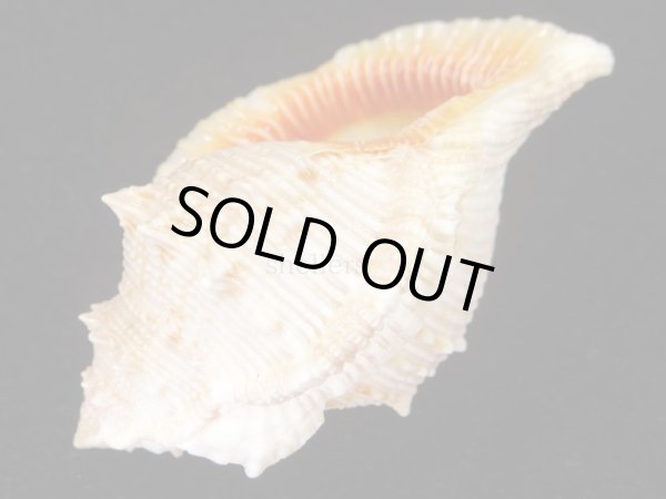 画像3: ショウジョウミヤコボラ　特大　死殻だけど美品 (3)