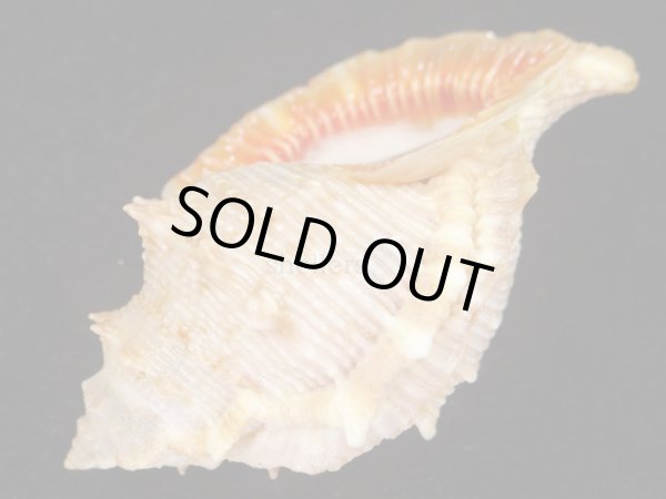 画像3: ショウジョウミヤコボラ (3)