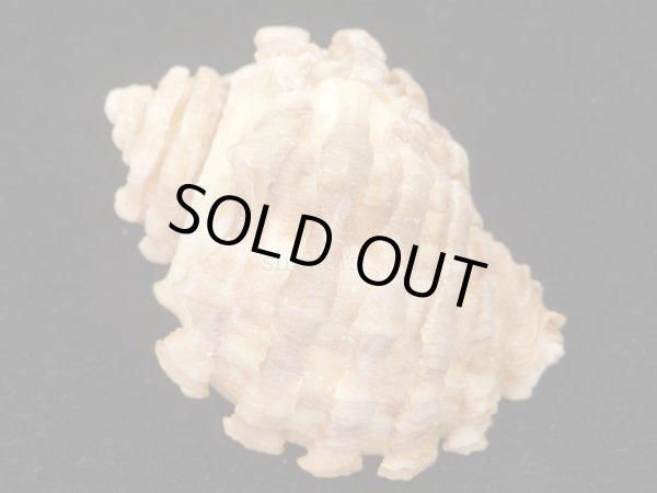 画像2: フトウネキバレイシ (2)