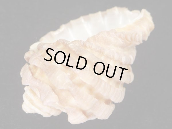 画像3: フトウネキバレイシ (3)