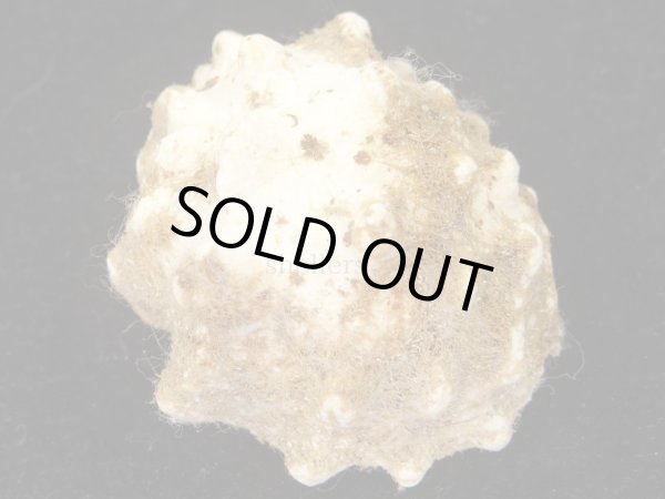 画像2: メダマレイシ　特老成　大 (2)