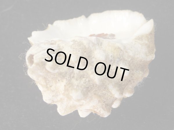 画像3: メダマレイシ　特老成　大 (3)