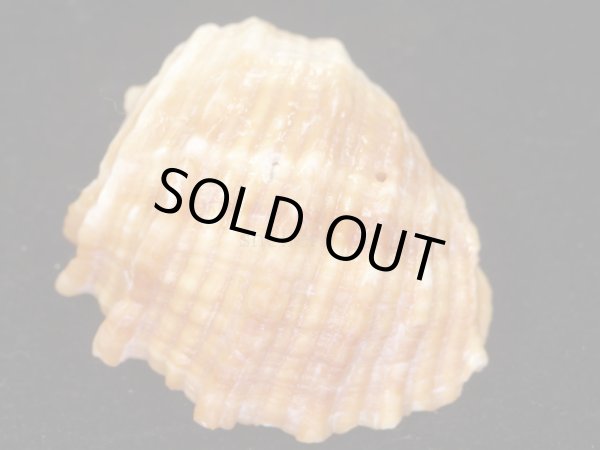 画像2: ユダノメレイシ (2)