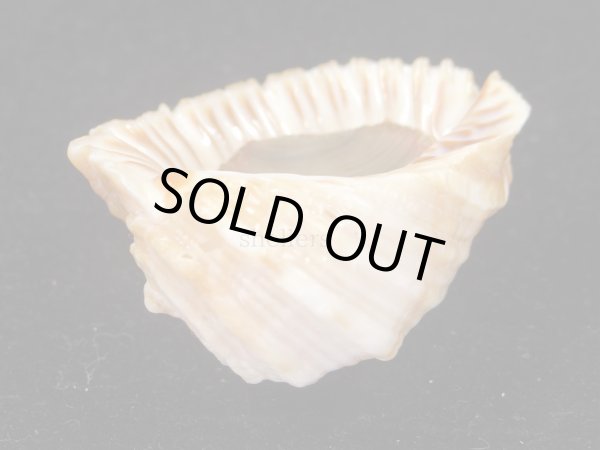 画像3: ユダノメレイシ (3)