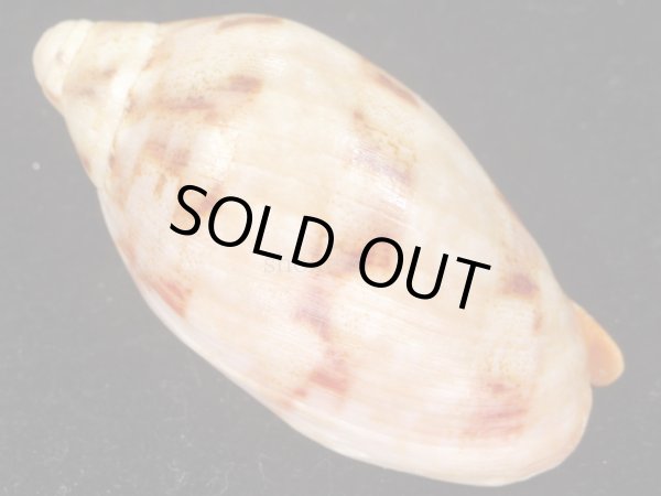 画像2: ショウジョウコオロギ　特美品 (2)