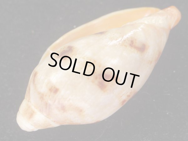 画像3: ショウジョウコオロギ　特美品 (3)