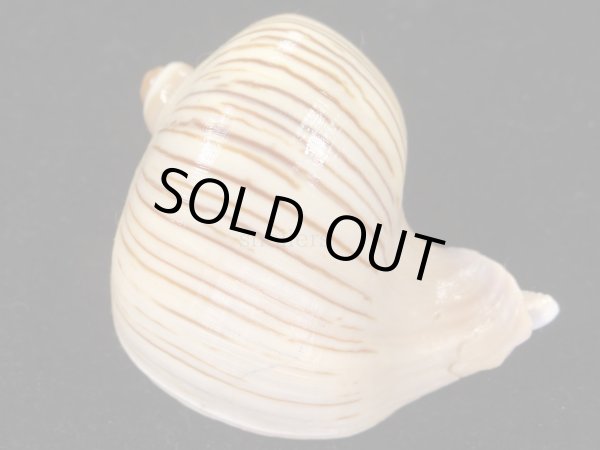 画像2: クチムラサキソデマクラ　死殻だけど美品 (2)