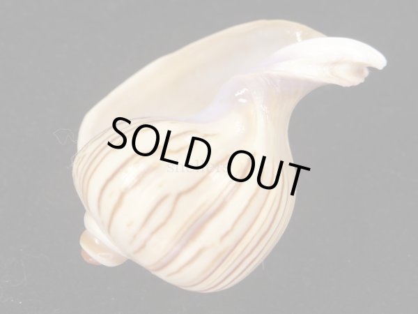 画像3: クチムラサキソデマクラ　死殻だけど美品 (3)