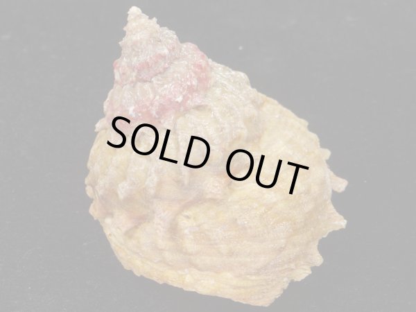 画像2: アンダーソンハリサザエ　特大 (2)