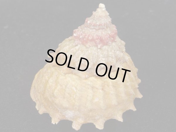 画像3: アンダーソンハリサザエ　特大 (3)