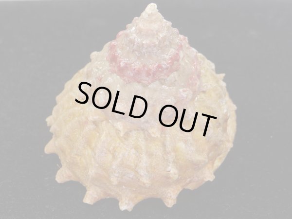 画像4: アンダーソンハリサザエ　特大 (4)