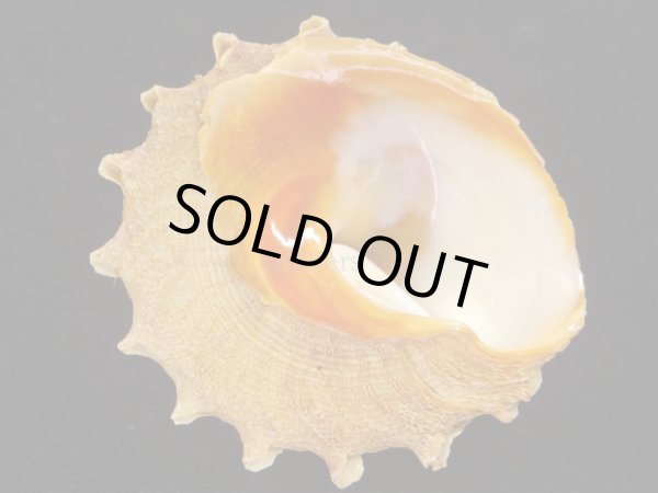 画像5: アンダーソンハリサザエ　特大 (5)