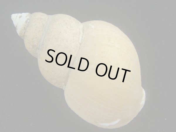 画像2: ホソスジハダアレバイ(Buccinum pemphigum majar) 難あり (2)