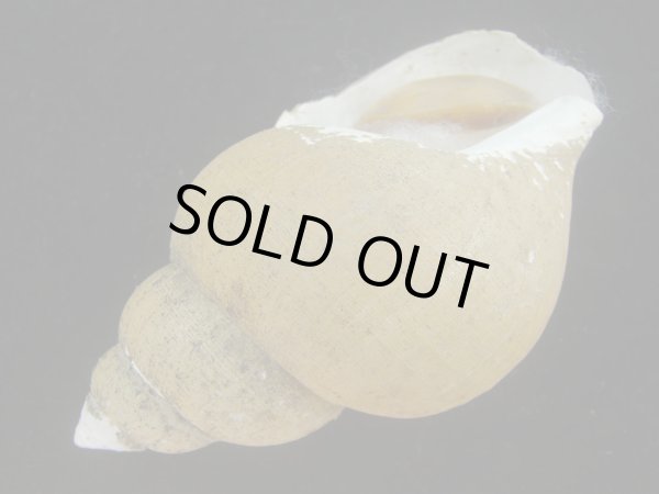 画像3: ホソスジハダアレバイ(Buccinum pemphigum majar) 難あり (3)