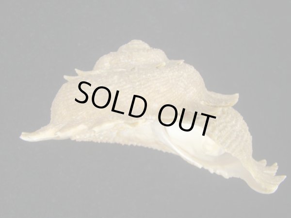 画像2: ニチリンサザエ(ヘリオトロープガイ)　特大 (2)