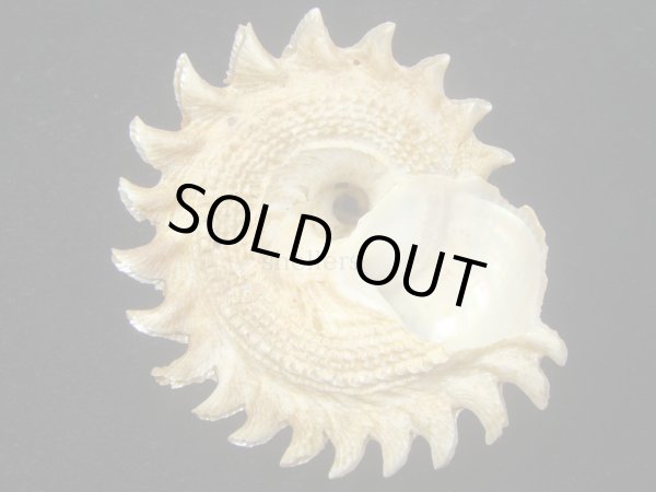 画像3: ニチリンサザエ(ヘリオトロープガイ)　特大 (3)