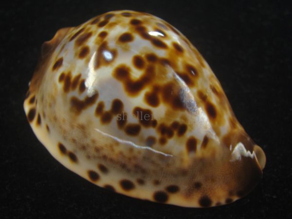 画像1: コガタケイトダカラ(Zoila Jeaniana Sherylae) スーパーユニークパターン　特美品 (1)