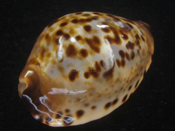 画像3: コガタケイトダカラ(Zoila Jeaniana Sherylae) スーパーユニークパターン　特美品 (3)