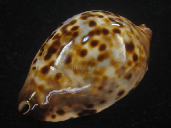 画像4: コガタケイトダカラ(Zoila Jeaniana Sherylae) スーパーユニークパターン　特美品 (4)