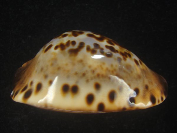 画像5: コガタケイトダカラ(Zoila Jeaniana Sherylae) スーパーユニークパターン　特美品 (5)