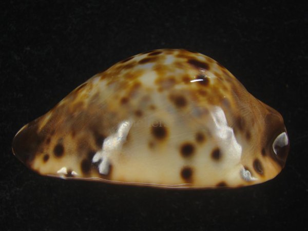 画像6: コガタケイトダカラ(Zoila Jeaniana Sherylae) スーパーユニークパターン　特美品 (6)