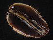 画像7: コガタケイトダカラ(Zoila Jeaniana Sherylae) スーパーユニークパターン　特美品 (7)
