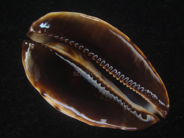 画像7: コガタケイトダカラ(Zoila Jeaniana Sherylae) スーパーユニークパターン　特美品 (7)