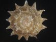 画像1: ニチリンサザエ(Astraea heliotropium) 103.5ｍｍ　特大 (1)