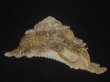 画像2: ニチリンサザエ(Astraea heliotropium) 103.5ｍｍ　特大 (2)