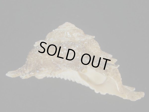 画像2: ニチリンサザエ(Astraea heliotropium) 103.5ｍｍ　特大 (2)